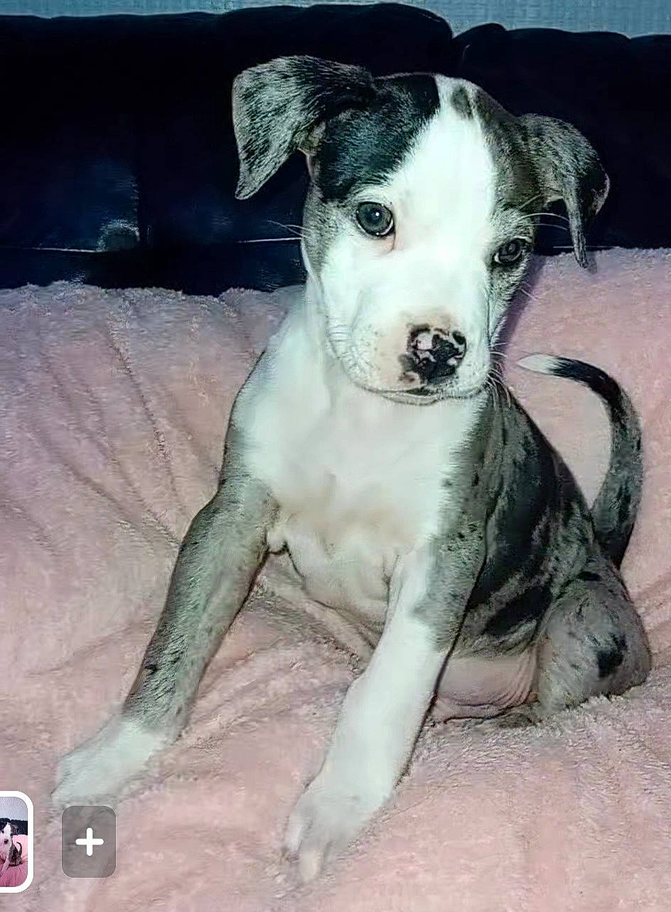 Stormy joined the competition — help win amazing prizes! ancient_dog_breeds, art, canidae, carnivore, collar, companion_dog, dog, dog_breed, dog_collar, hunting_dog, non_sporting_group, paw, puppy, street_dog, tail, terrestrial_animal, terrier, whiskers, working_animal, working_dog