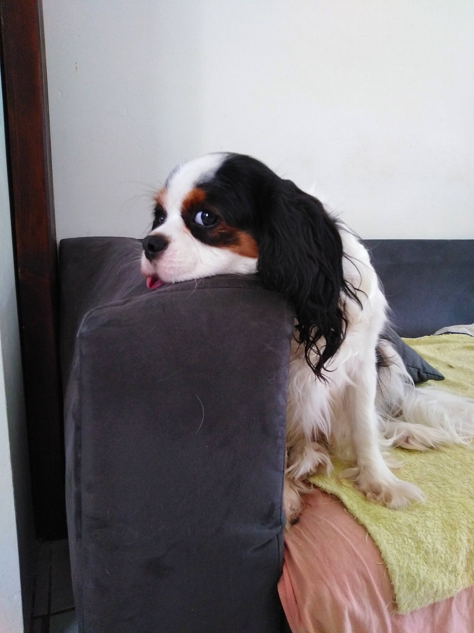 Pitouille participe au concours pour gagner de l'argent avec cette photo : canidae, carnivore, cavalier_king_charles_spaniel, companion_dog, dog, dog_breed, japanese_chin, king_charles_spaniel, mammal, phalene, puppy, snout, spaniel, sporting_group, toy_dog, vertebrate