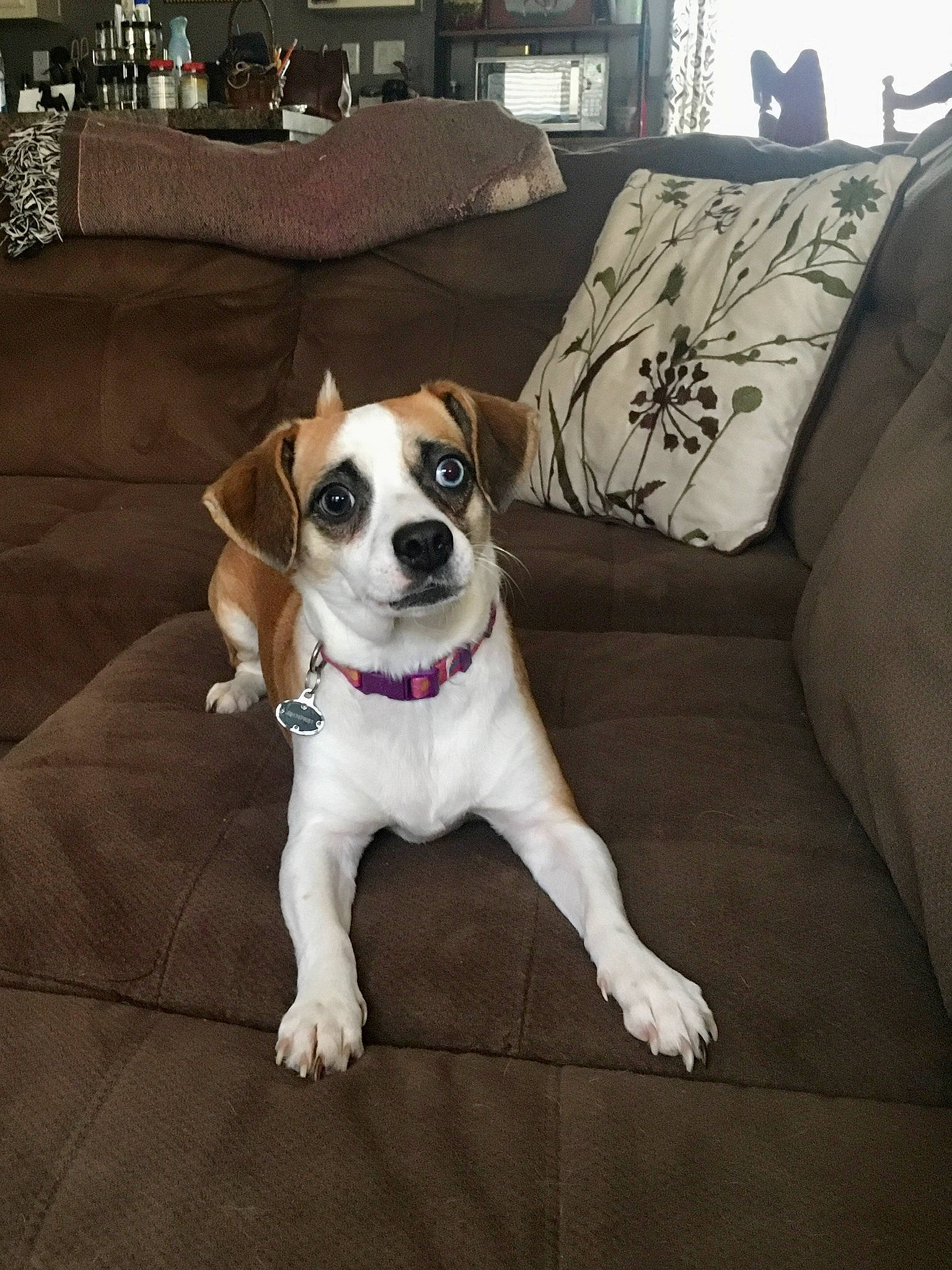 Bella is registered to the contest to win money with this photo: carnivore, chair, collar, comfort, companion_dog, couch, dog, dog_breed, dog_collar, dog_supply, fawn, flooring, furniture, living_room, pillow, snout, studio_couch, table, tail, working_animal