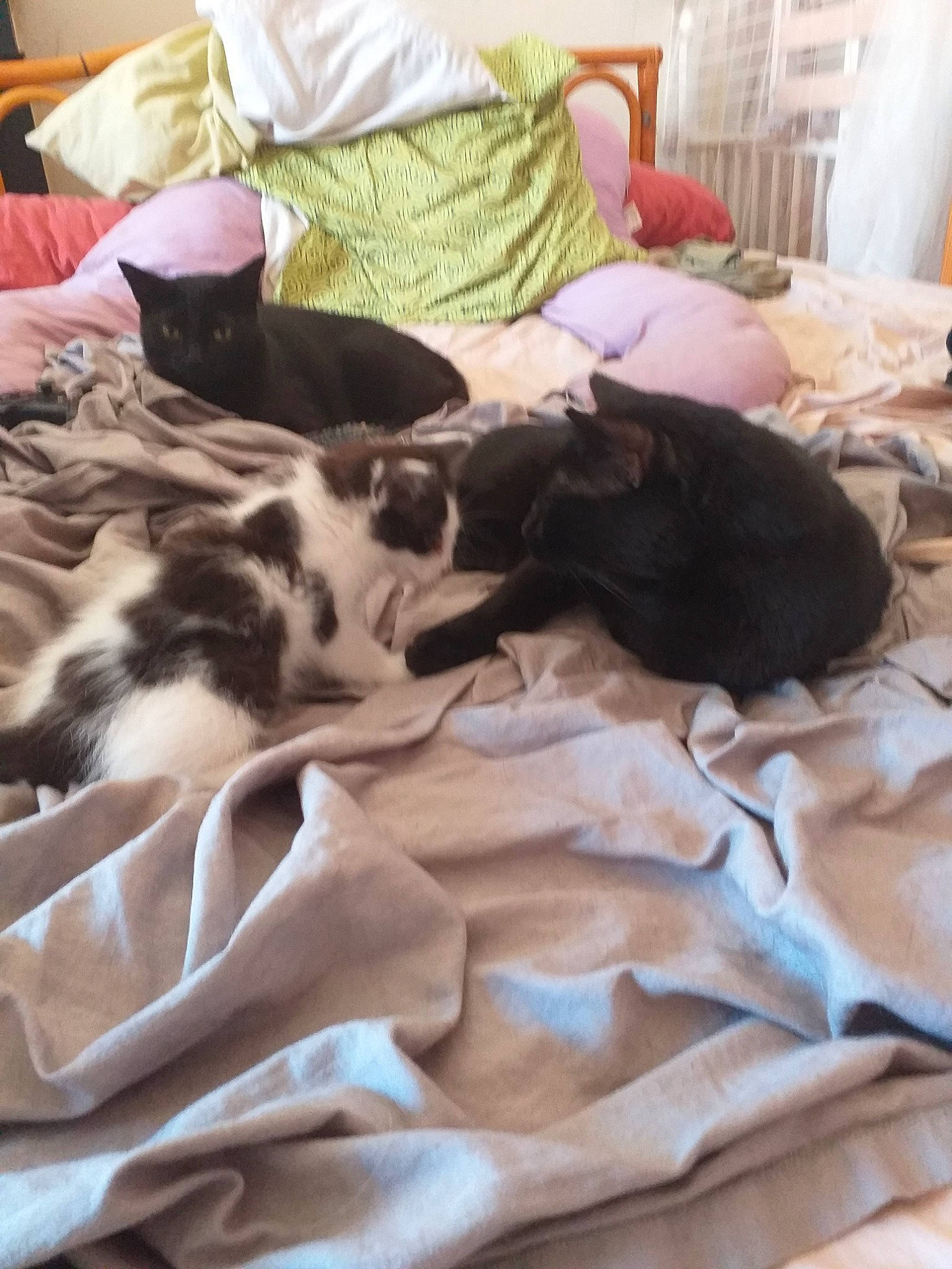 Sumotori a rejoint le concours — aidez-le/la à gagner de superbes lots ! bed_sheet, canidae, carnivore, cat, dog, dog_breed, felidae, great_dane, kitten, nap, non_sporting_group, sleep, small_to_medium_sized_cats, sporting_group