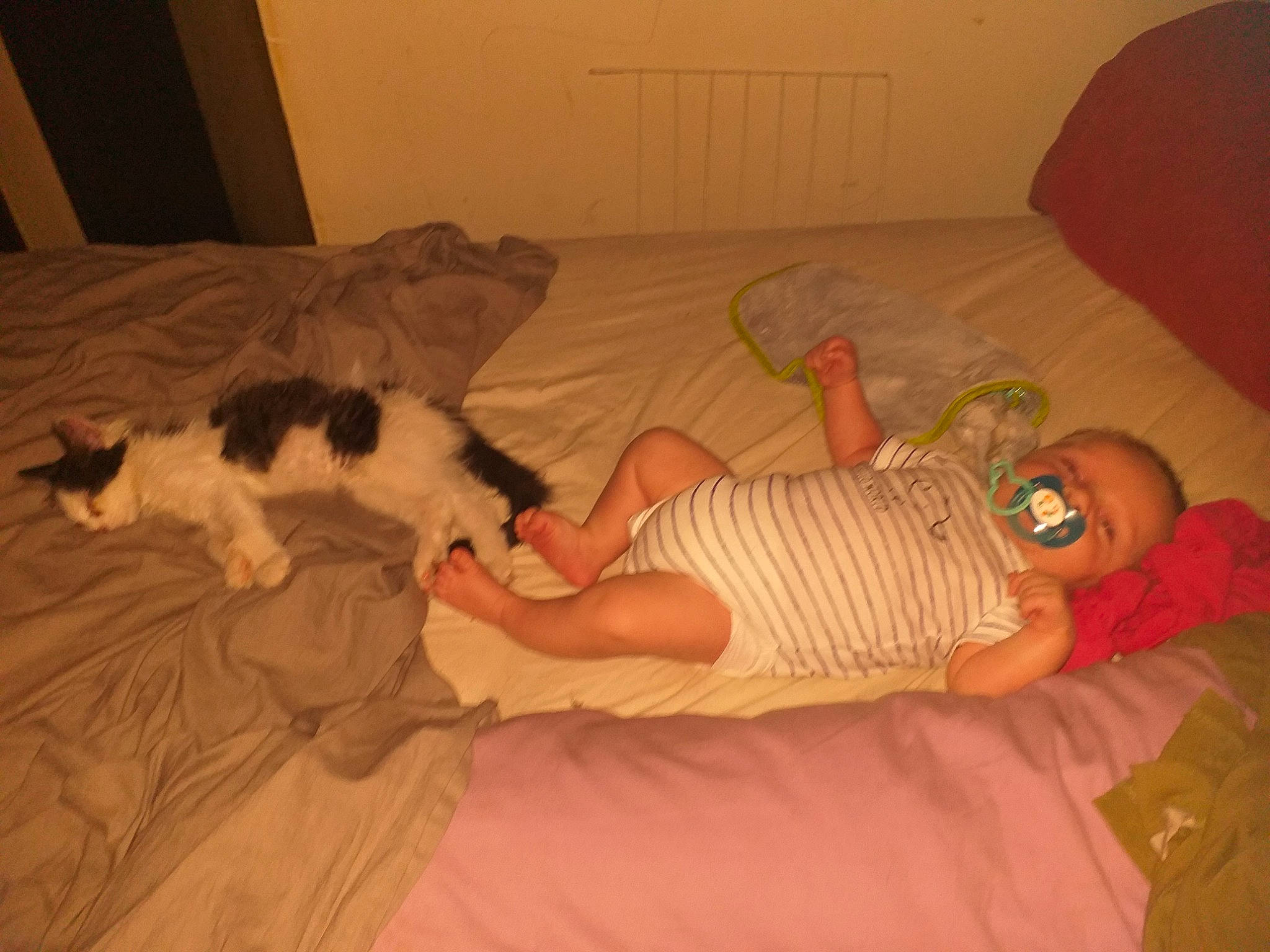 Sumotori participe au concours pour gagner de l'argent avec cette photo : bed, bedtime, canidae, carnivore, cat, child, companion_dog, fawn, floor, flooring, nap, room, sleep