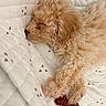 Oliver Anthony is registered to the contest to win money with this photo: dog, sleeping, curly_fur, toy, blanket, quilted, paw, resting, cute, pet, fur, indoor, closeup, cozy, animal, relaxed, soft, brown, white, curled