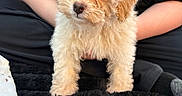 Oliver Anthony joined the competition — help win amazing prizes! puppy, dog, fluffy, cream_color, cute, pet, indoor, person, black_clothing, blanket, soft_texture, sitting, young_dog, curious, close_up, companion, domestic_animal, fur, small_dog, cozy
