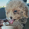 Oliver Anthony joined the competition — help win amazing prizes! puppy, dog, fluffy, tongue, treat, hand, cup, car, seat, collar, pet, cute, light_brown, fur, licking, close_up, indoor, animal, young_dog, person