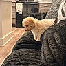 Oliver Anthony is registered to the contest to win money with this photo: puppy, dog, couch, living_room, kitchen, furniture, wood_floor, cabinet, stove, blanket, plush, curious, pet, indoor, cozy, fur, home, appliance, cute, black