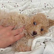 Oliver Anthony joined the competition — help win amazing prizes! puppy, dog, curly_fur, blanket, hand, petting, wide_eyes, cute, playful, indoor, cozy, white_blanket, patterned_blanket, small_dog, fur, animal, domestic_animal, resting, young_dog, bed