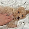 puppy, dog, curly_fur, blanket, hand, petting, wide_eyes, cute, playful, indoor, cozy, white_blanket, patterned_blanket, small_dog, fur, animal, domestic_animal, resting, young_dog, bed