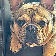 Hank Brown is registered to the contest to win money with this photo: dog, french_bulldog, pet, animal, close_up, leather, couch, wrinkles, ears, paws, brown, black, cute, indoors, portrait, relaxed, fur, snout, face, companion