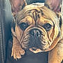 dog, french_bulldog, pet, animal, close_up, leather, couch, wrinkles, ears, paws, brown, black, cute, indoors, portrait, relaxed, fur, snout, face, companion
