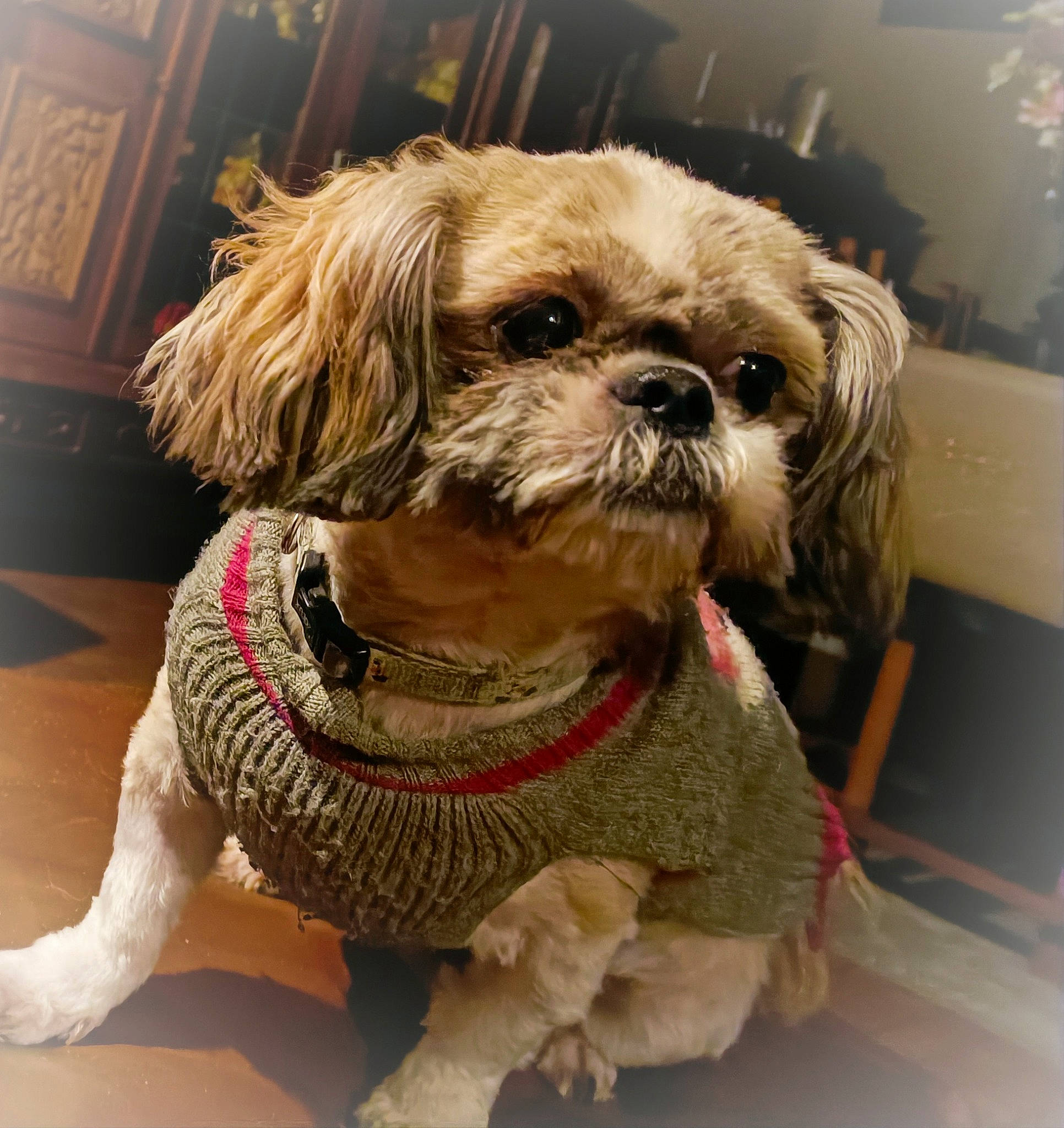 Marley participe au concours pour gagner de l'argent avec cette photo : canidae, carnivore, companion_dog, dog, dog_breed, dog_collar, dog_supply, fawn, fur, liver, maltepoo, pet_supply, shih_tzu, small_terrier, snout, sporting_group, terrier, toy_dog, working_animal, wrinkle