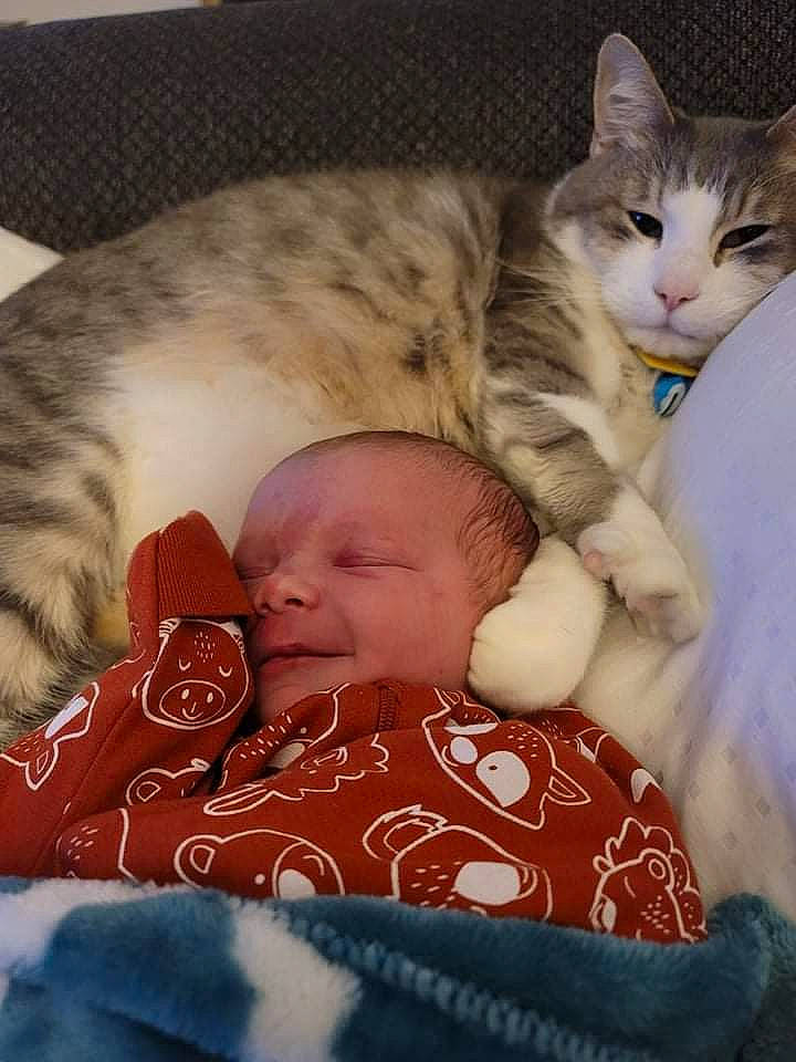 Jameson joined the competition — help win amazing prizes! baby, baby_sleeping, baby_toddler_clothing, bedtime, cat, cat_bed, child, comfort, domestic_short_haired_cat, fawn, felidae, fur, linens, nap, paw, person, sitting, sleep, small_to_medium_sized_cats, toddler