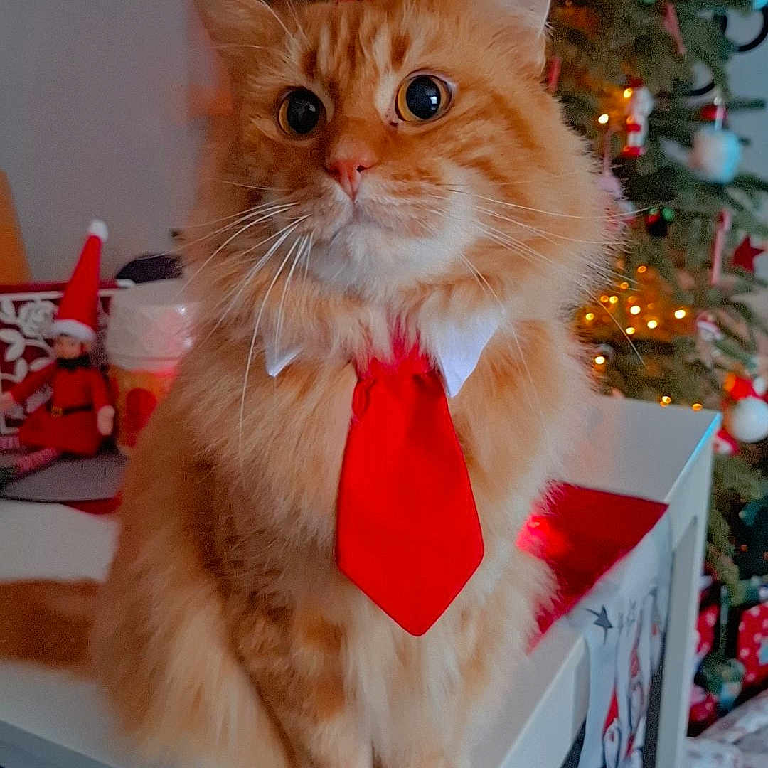 Roukmout participe au concours pour gagner de l'argent avec cette photo : accessories, animal, architecture, baby, building, cat, formalwear, furniture, indoors, kitten, livingroom, person, pet, plant, pottedplant, room, table, tie, tree, wood