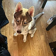 Naya a rejoint le concours — aidez-le/la à gagner de superbes lots ! dog, puppy, husky, blue_eyes, pet, floor, wooden_floor, indoor, furniture, shoe, curious, looking_up, ears, tail, animal, canine, domestic_animal, cute, young, companion