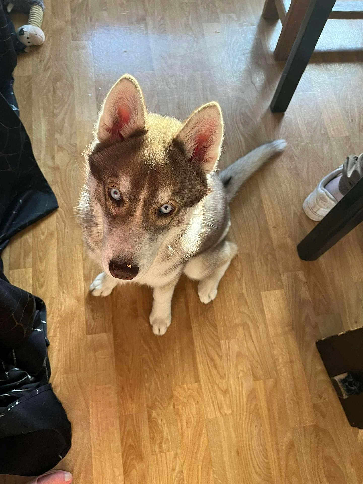 Naya a rejoint le concours — aidez-le/la à gagner de superbes lots ! dog, puppy, husky, blue_eyes, pet, floor, wooden_floor, indoor, furniture, shoe, curious, looking_up, ears, tail, animal, canine, domestic_animal, cute, young, companion