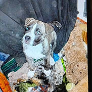 Dahlia is registered to the contest to win money with this photo: animal, blanket, brown, clutter, curtain, cute, dog, domestic_animal, floor, fur, indoor, looking_up, pet, puppy, small_dog, stuffed_toy, tennis_ball, toy, white, young_dog