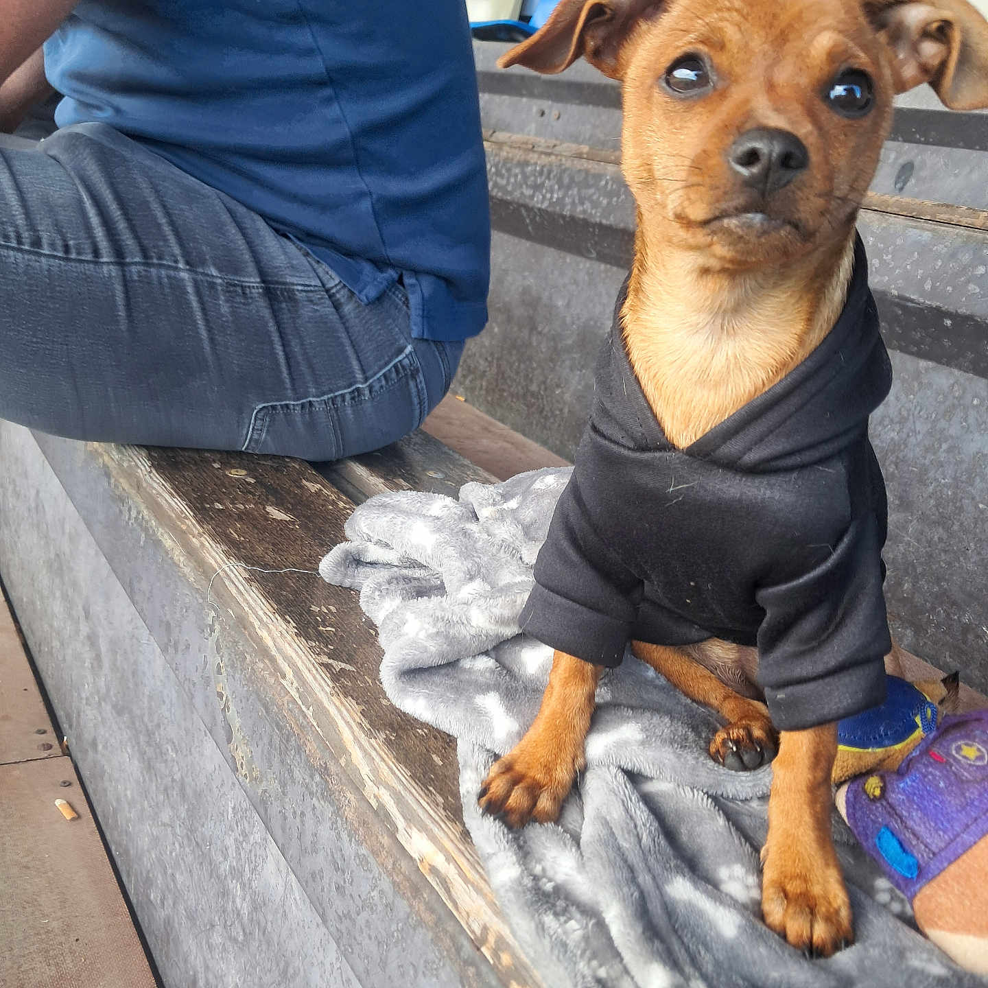 Alba participe au concours pour gagner de l'argent avec cette photo : attentive, bench, blanket, brown_fur, casual, clothing, companion, cute, dog, hoodie, indoor, jeans, person, pet, puppy, resting, sitting, small_dog, toy, wood