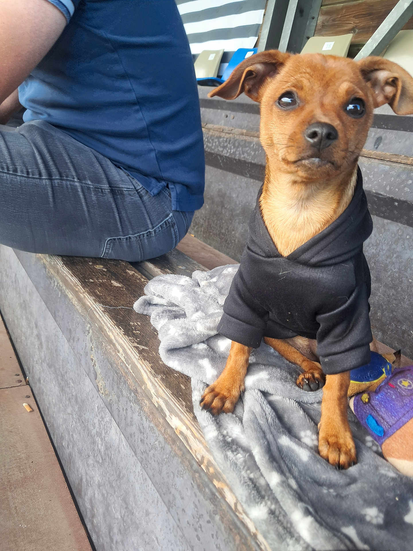 Alba participe au concours pour gagner de l'argent avec cette photo : dog, puppy, clothing, hoodie, blanket, bench, person, jeans, sitting, toy, wood, casual, cute, pet, indoor, small_dog, brown_fur, attentive, resting, companion