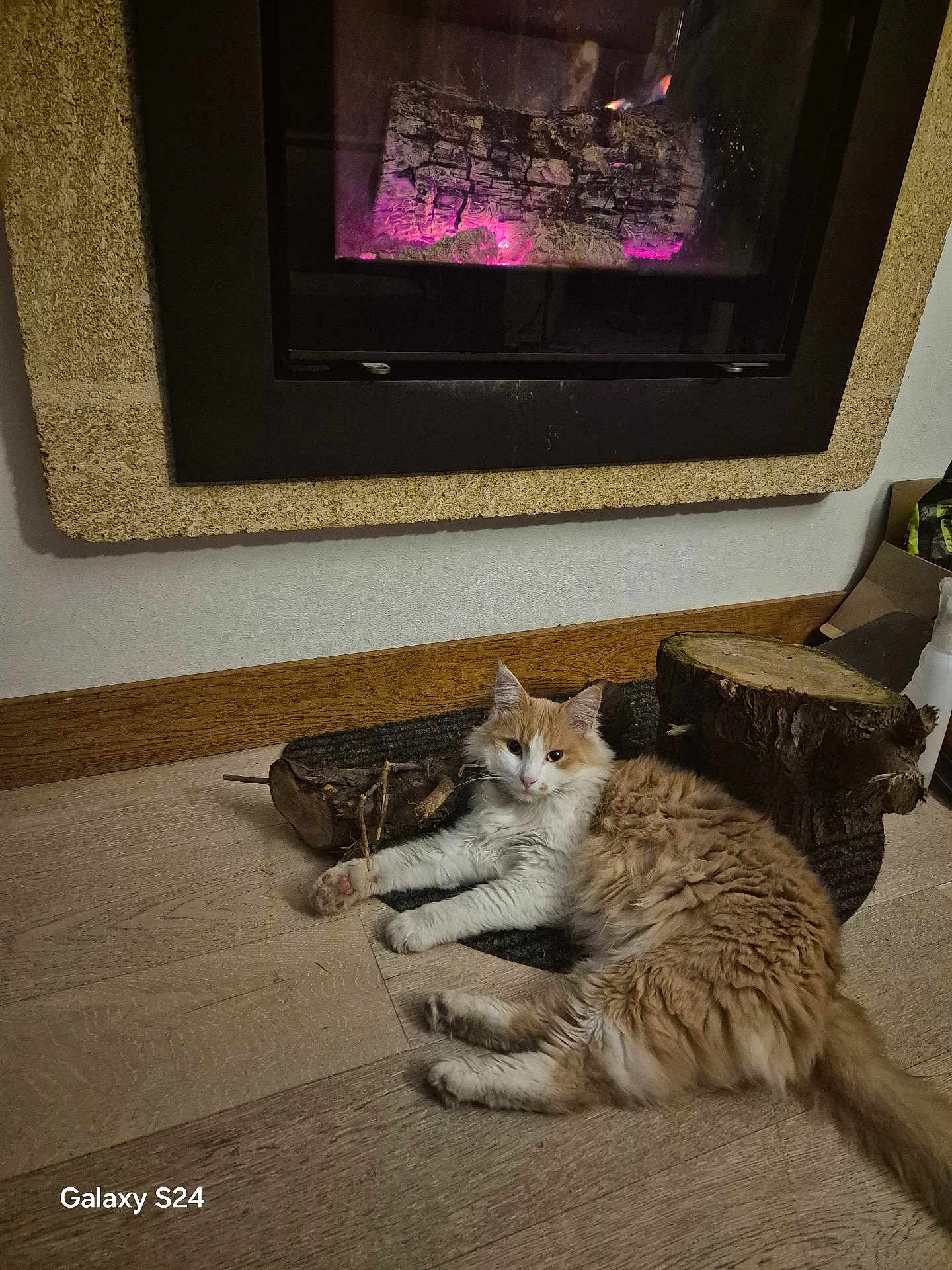 Choupette a rejoint le concours — aidez-le/la à gagner de superbes lots ! cat, fluffy_cat, orange_cat, white_cat, indoor, fireplace, wood_floor, wood_logs, resting, pet, cozy, home, warmth, fur, animal, relaxed, mammal, cute, domestic_animal, living_room