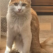 Choupette participe au concours pour gagner de l'argent avec cette photo : cat, orange_cat, white_cat, fluffy, sitting, indoor, wooden_floor, curtain, pet, animal, feline, whiskers, tail, fur, eyes, natural_light, close_up, domestic, household, calm