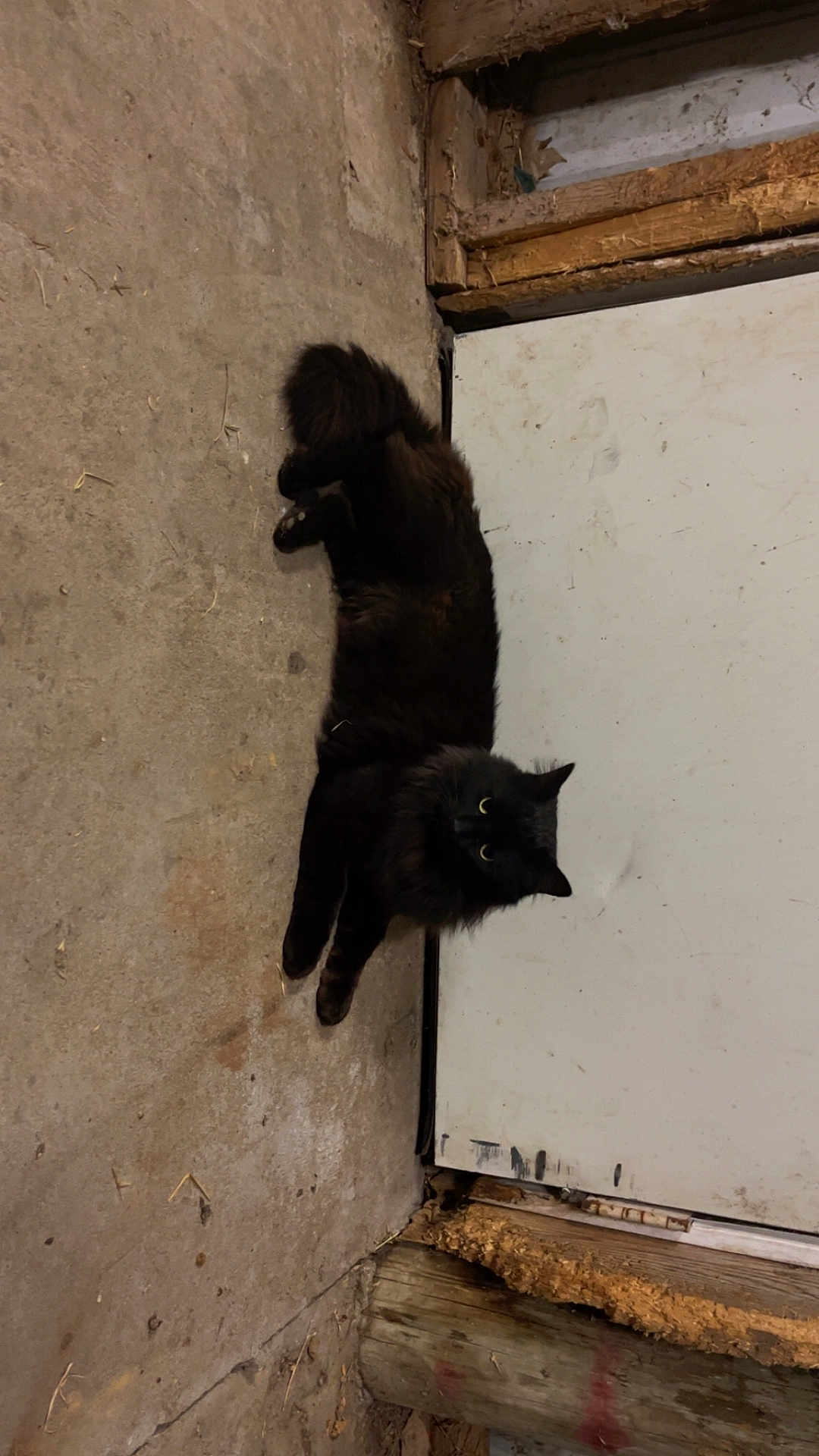 Mr. Fluffy joined the competition — help win amazing prizes! cat, black_cat, pet, fluffy_fur, lying_down, concrete_floor, door, threshold, wood_plank, garage, yellow_eyes, whiskers, looking_at_camera, long_fur, paws, indoor, shadow, dirt, scratches, closeup