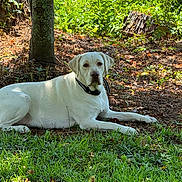 Joea Williams is registered to the contest to win money with this photo: dog, white_dog, grass, tree, tree_stump, forest, outdoor, nature, animal, pet, canine, collar, shade, leaves, sunlight, relaxing, laying_down, greenery, calm, ground