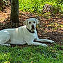 dog, white_dog, grass, tree, tree_stump, forest, outdoor, nature, animal, pet, canine, collar, shade, leaves, sunlight, relaxing, laying_down, greenery, calm, ground