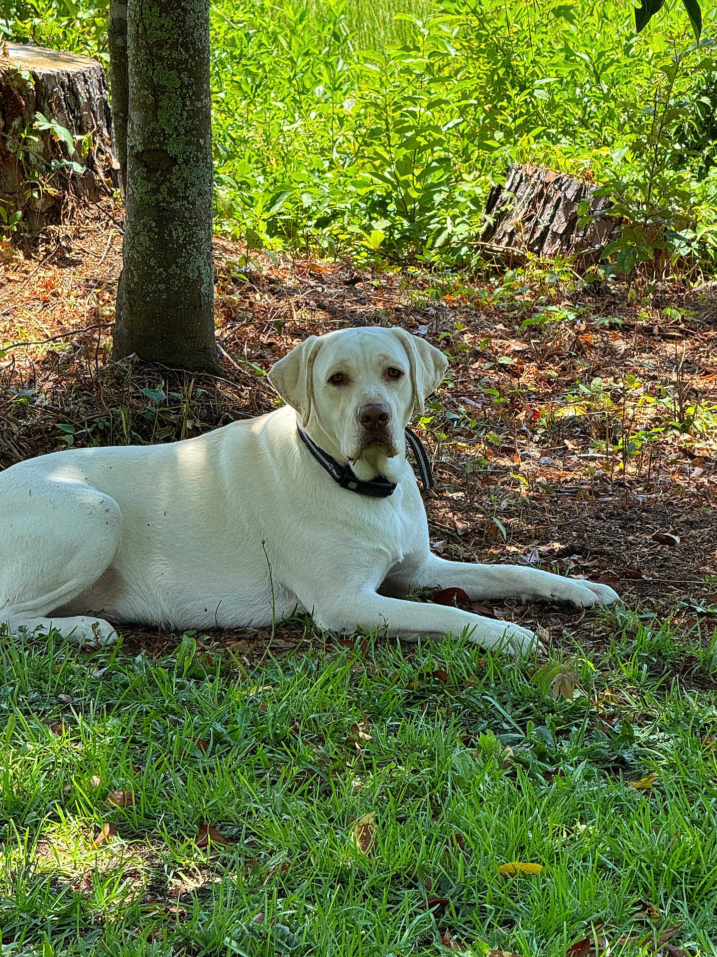 Joea Williams is registered to the contest to win money with this photo: dog, white_dog, grass, tree, tree_stump, forest, outdoor, nature, animal, pet, canine, collar, shade, leaves, sunlight, relaxing, laying_down, greenery, calm, ground