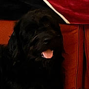 Hope joined the competition — help win amazing prizes! animal, black_dog, blanket, canine, companion, couch, cozy, dog, domestic_animal, furniture, furry, home, indoor, leather_couch, mammal, pet, red_blanket, relaxed, resting, tongue_out