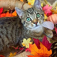 Fury joined the competition — help win amazing prizes! autumn, brown, cat, close_up, cozy, cute, decor, fall_leaves, fur, green_eyes, indoor, nature, orange, pet, pine_cone, pumpkin, seasonal, tabby, whiskers, yellow
