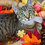 autumn, brown, cat, close_up, cozy, cute, decor, fall_leaves, fur, green_eyes, indoor, nature, orange, pet, pine_cone, pumpkin, seasonal, tabby, whiskers, yellow