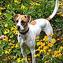 animal, brown_and_white, canine, collar, curious, dog, flora, flowers, garden, greenery, leaf, nature, outdoor, pet, plants, sniffing, standing, summer, wildflowers, yellow_flowers