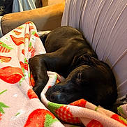 Jazzy is registered to the contest to win money with this photo: dog, sleeping, blanket, strawberry_pattern, couch, indoor, person, headset, relaxing, cozy, furniture, black_dog, resting, home, comfort, animal, pet, blanket_pattern, seated_person, casual
