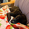 dog, sleeping, blanket, strawberry_pattern, couch, indoor, person, headset, relaxing, cozy, furniture, black_dog, resting, home, comfort, animal, pet, blanket_pattern, seated_person, casual