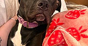 Jazzy is registered to the contest to win money with this photo: dog, black_dog, white_chest, purple_collar, blanket, red_blanket, indoor, curious_expression, pet, companion, cozy, person, tattoo, arm, couch, relaxed, close_up, animal, domestic_pet, comfort