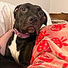 dog, black_dog, white_chest, purple_collar, blanket, red_blanket, indoor, curious_expression, pet, companion, cozy, person, tattoo, arm, couch, relaxed, close_up, animal, domestic_pet, comfort