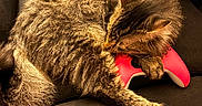 Junipur is registered to the contest to win money with this photo: cat, tabby, fluffy, sleeping, couch, game_controller, red, pet, fur, cozy, indoor, relaxed, animal, paw, claw, resting, closeup, warm_lighting, feline, cute
