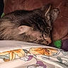 Junipur is registered to the contest to win money with this photo: cat, tabby_cat, sleeping, bedroom, pillow, blanket, floral_pattern, cozy, indoor, pet, feline, resting, fur, close_up, domestic_animal, cute, comfort, relaxation, animal, nap
