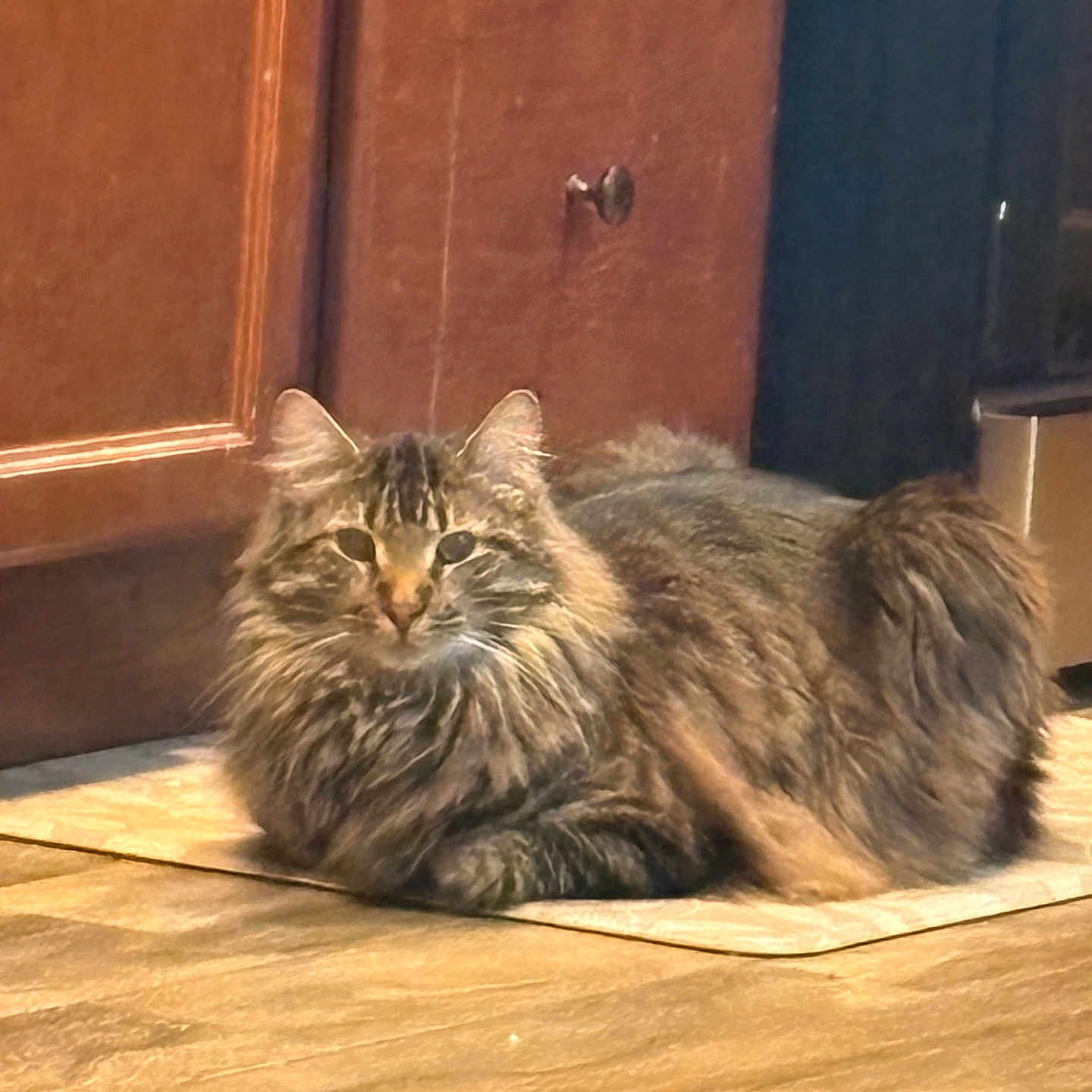 Junipur joined the competition — help win amazing prizes! cat, tabby, fluffy, indoor, floor, mat, wooden_cabinet, pet, animal, fur, relaxed, looking_at_camera, home, domestic, mammal, whiskers, ears, tail, quiet, calm