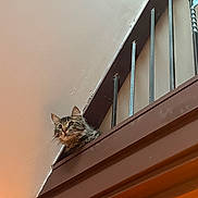 Junipur joined the competition — help win amazing prizes! cat, tabby_cat, indoor, railing, wood, curious, pet, animal, feline, ears, whiskers, looking, high_perch, home, wall, metal_bars, closeup, domestic_cat, fur, alert