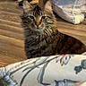 Junipur is registered to the contest to win money with this photo: cat, tabby_cat, feline, animal, pet, indoor, wood_floor, shoes, trash_bag, blanket, floral_pattern, fur, whiskers, ears, alert, domestic_cat, mammal, household, background, cozy