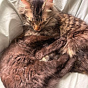 Toast joined the competition — help win amazing prizes! cat, tabby_cat, black_cat, feline, pet, sleeping, curled_up, cozy, fur, whiskers, ears, blanket, bed, resting, indoor, domestic_animal, close_up, natural_light, headphones, relaxation