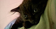 Toast is registered to the contest to win money with this photo: kitten, black_cat, resting, sleepy, indoor, soft, cushion, pet, feline, closeup, cozy, cute, animal, young_cat, fur, whiskers, relaxed, home, comfort, nap