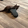 Toast joined the competition — help win amazing prizes! kitten, black_cat, sandal, wooden_floor, playful, pet, indoor, flooring, fur, paw, animal, cute, small, texture, home, toy, lying_down, claw, domestic_cat, relaxing