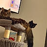 Toast joined the competition — help win amazing prizes! cat, cats, cat_tree, feline, indoor, pet, animal, tabby_cat, long_hair, tail, resting, furniture, living_room, television, screen, cozy, cute, relaxed, domestic, companion