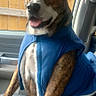 Oso is registered to the contest to win money with this photo: dog, brindle, blue_vest, car, vehicle, seated, sitting, portrait, animal, pet, happy, smiling, open_mouth, tongue, white_chest, brown_fur, black_nose, wooden_fence, outdoor, daylight