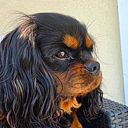 Vasko a rejoint le concours — aidez-le/la à gagner de superbes lots ! dog, cavalier_king_charles_spaniel, side_profile, black_and_tan, long_fur, pet, canine, portrait, close_up, sitting, outdoor, chair, woven_chair, fur, snout, ears, paw, animal, domestic_animal, companion
