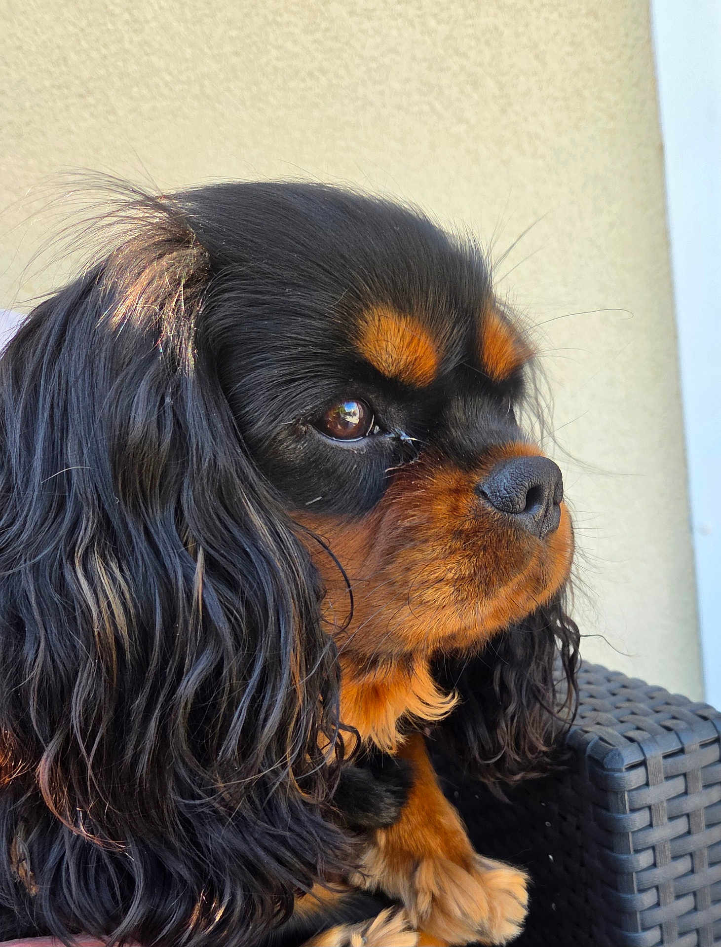 Vasko a rejoint le concours — aidez-le/la à gagner de superbes lots ! dog, cavalier_king_charles_spaniel, side_profile, black_and_tan, long_fur, pet, canine, portrait, close_up, sitting, outdoor, chair, woven_chair, fur, snout, ears, paw, animal, domestic_animal, companion
