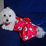 dog, white_dog, christmas_dress, festive_clothing, red_dress, snowman_pattern, santa_claus_pattern, couch, blue_couch, indoor, pet, furry, small_dog, looking_at_camera, relaxed, holiday_theme, cute, animal, domestic_animal, portrait