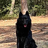 animal, black_dog, canine, daylight, dog, forest, fur, ground, happy, nature, outdoor, pet, rock, sitting, smiling, sunlight, tongue_out, tree, wildlife, woodland