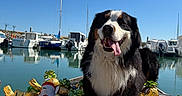 Uzzy participe au concours pour gagner de l'argent avec cette photo : dog, bernese_mountain_dog, pet, animal, sitting, panting, tongue, fluffy, black_white_brown, outdoor, marina, boats, water, harbor, blue_sky, sunny, blanket, chocolate, candy, portrait